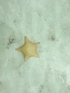 Yellow starfish - no need to snorkel- the water is crystal clean